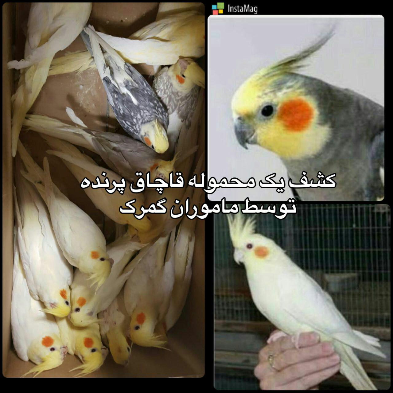 طوطی