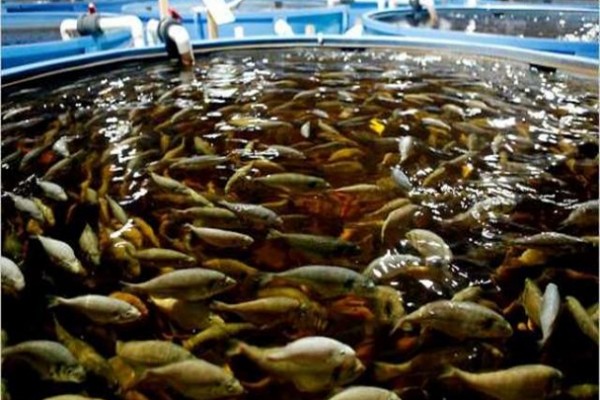 ماهی
