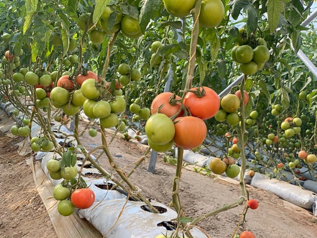 گلخانه