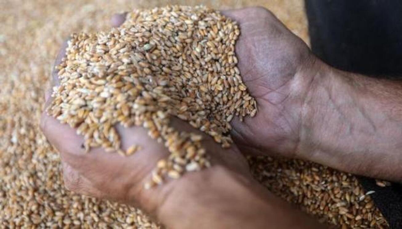 بدون صادرات غلات روسیه، اوضاع جهان فاجعه آمیز می&zwnj;شود