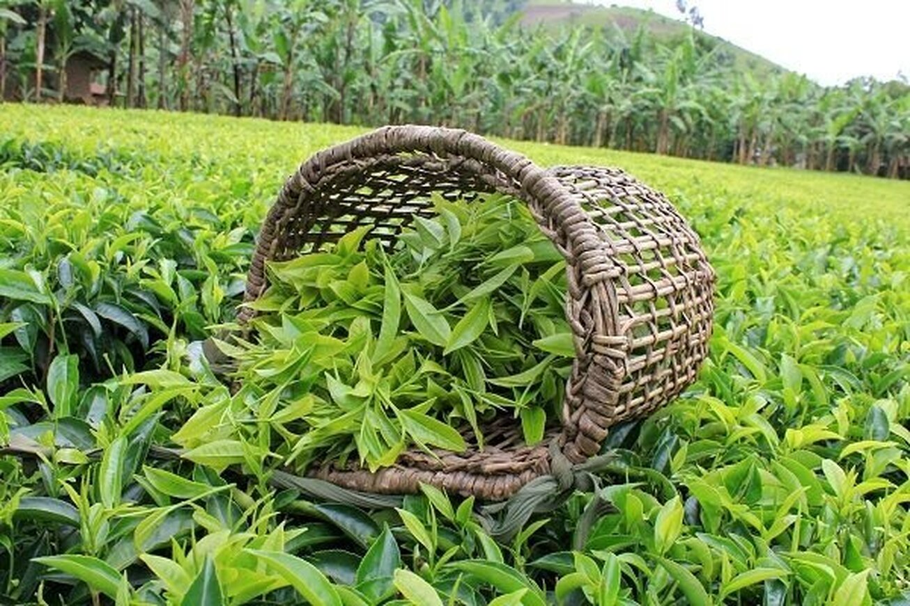 متخلفان پرونده تخلف واردات چای به دستگاه  قضایی معرفی شدند