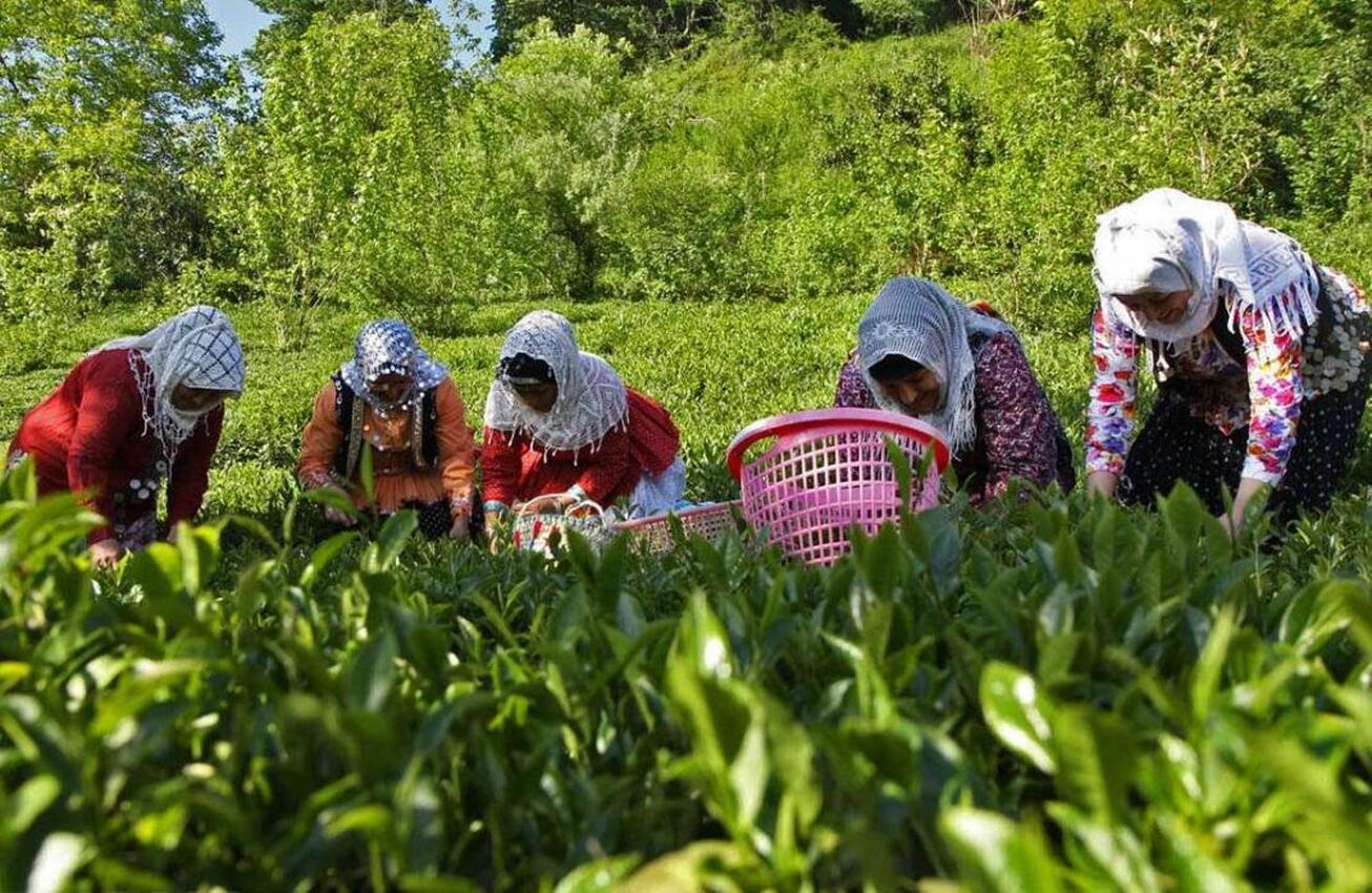 کاهش ۱.۷ درصدی نرخ بیکاری در روستا&zwnj;ها