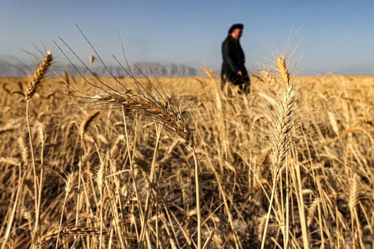 توفیق بزرگ دولت در تامین یک محصول استراتژیک/ ۱۰ میلیون و ۳۵۷ هزار تُن گندم از کشاورزان خریداری شد