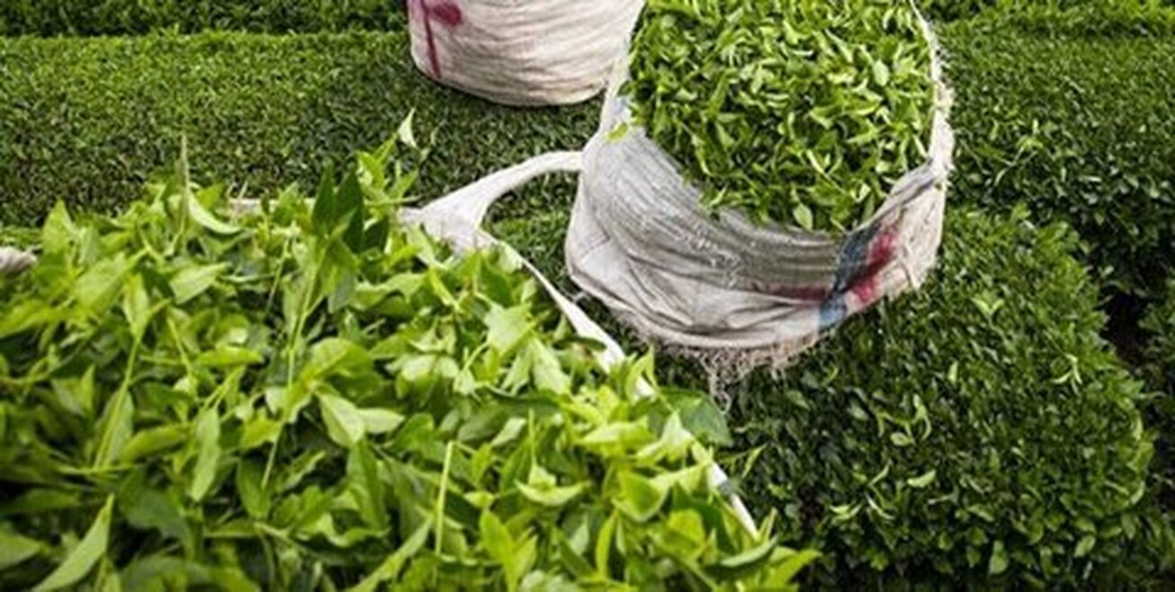 صادرات ۱۷ میلیون دلار چای/ روسیه و هند مقصد اصلی چای ایرانی