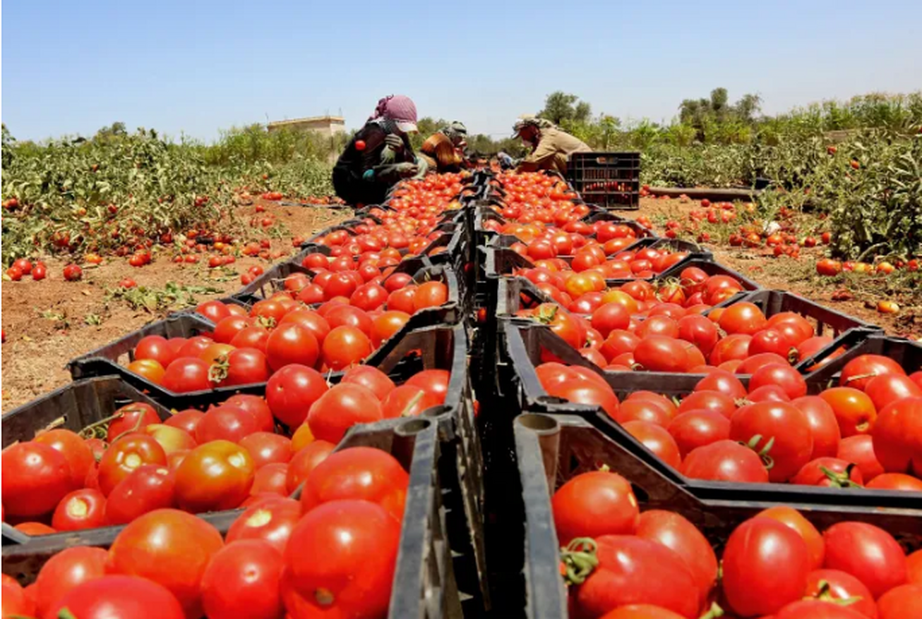 یدیعوت آحارونوت: اردن دیگر گوجه فرنگی به رژیم صهیونیستی صادر نمی&zwnj;کند