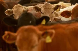 قیمت گوشت گاو در آمریکا رکورد شکست
