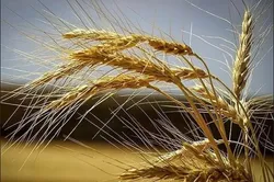 هنوز تصمیمی برای افزایش قیمت گندم نگرفته&zwnj;ایم