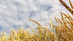 هشدار برای افزایش قیمت جهانی غلات