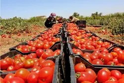 یدیعوت آحارونوت: اردن دیگر گوجه فرنگی به رژیم صهیونیستی صادر نمی&zwnj;کند