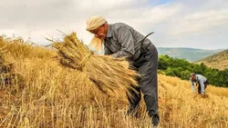 پرداخت وام قرض الحسنه ۲۰۰ میلیون تومانی برای توسعه دیمزارها