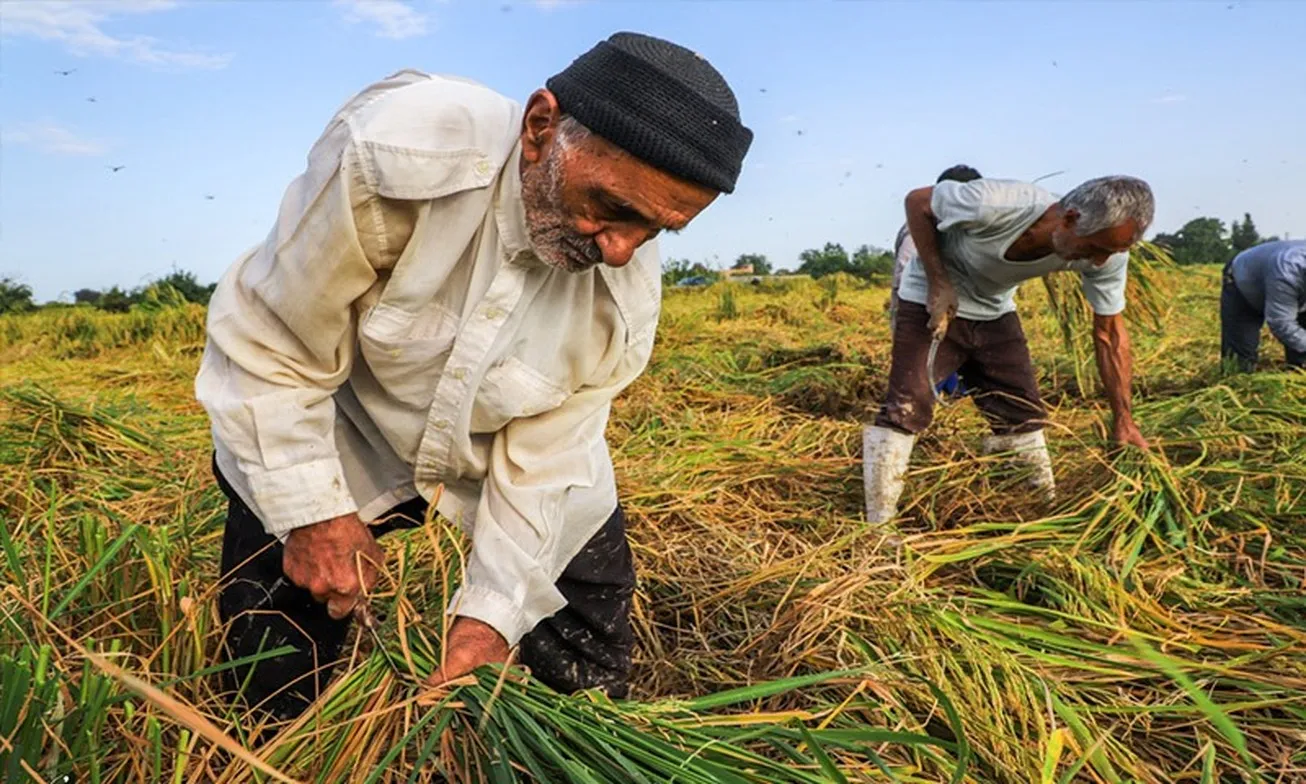ثبت تراز مثبت ۳ میلیارد دلاری بخش کشاورزی در سال گذشته