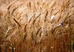 رشد ۷۴ درصدی خرید تضمینی گندم نسبت به ابتدای دولت سیزدهم