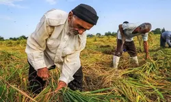 بسته حمایتی دولت برای تولیدکنندگان پس از حذف ارز ۲۸۵۰۰