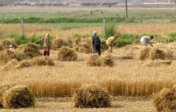 خرید تضمینی گندم به ۱۱ میلیون تن می&zwnj;رسد