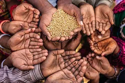 خطر جدی ناامنی غذایی در اردن