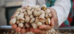 صادرات ۲۸ میلیون یورویی پسته ایران به اروپا در ۳ ماه