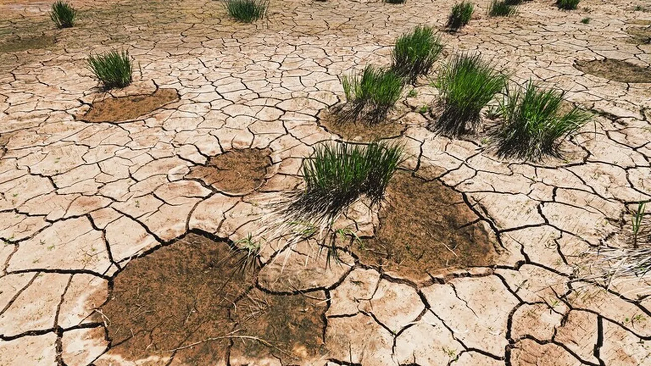 عرضه جهانی گندم در معرض تهدید است