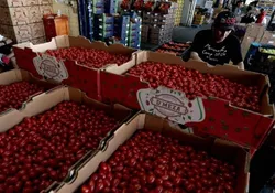 افزایش قیمت گوجه&zwnj;فرنگی در آمریکا با تعرفه جدید برای مکزیک