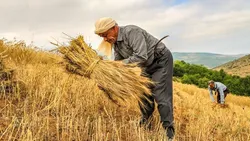 تفاهم&zwnj;نامه ۸ میلیارد دلاری ایران و چین در بخش کشاورزی