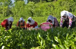 کاهش ۱.۷ درصدی نرخ بیکاری در روستا&zwnj;ها
