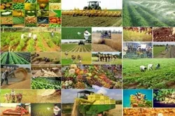 پیش&zwnj;بینی ۲۴ هزار میلیارد تومان تسهیلات برای اجرای کشت قراردادی